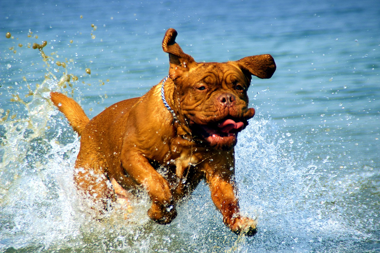Large dog in the water