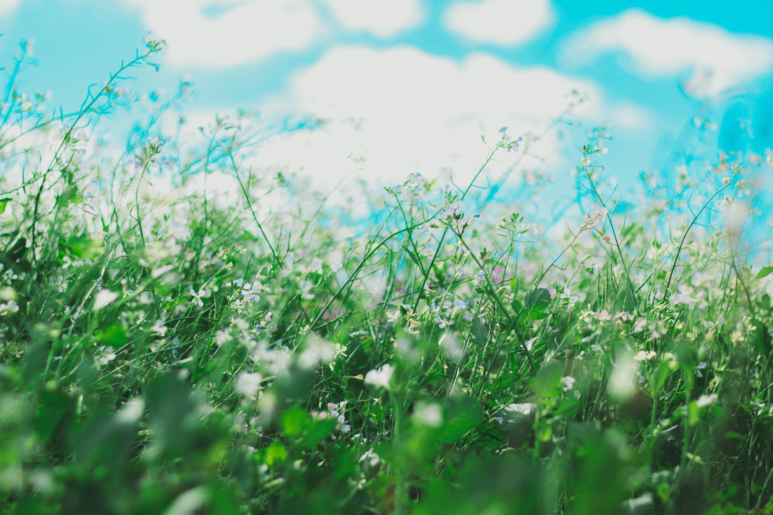 A closeup of a field of flowers with a blue sky and white clouds in the background.