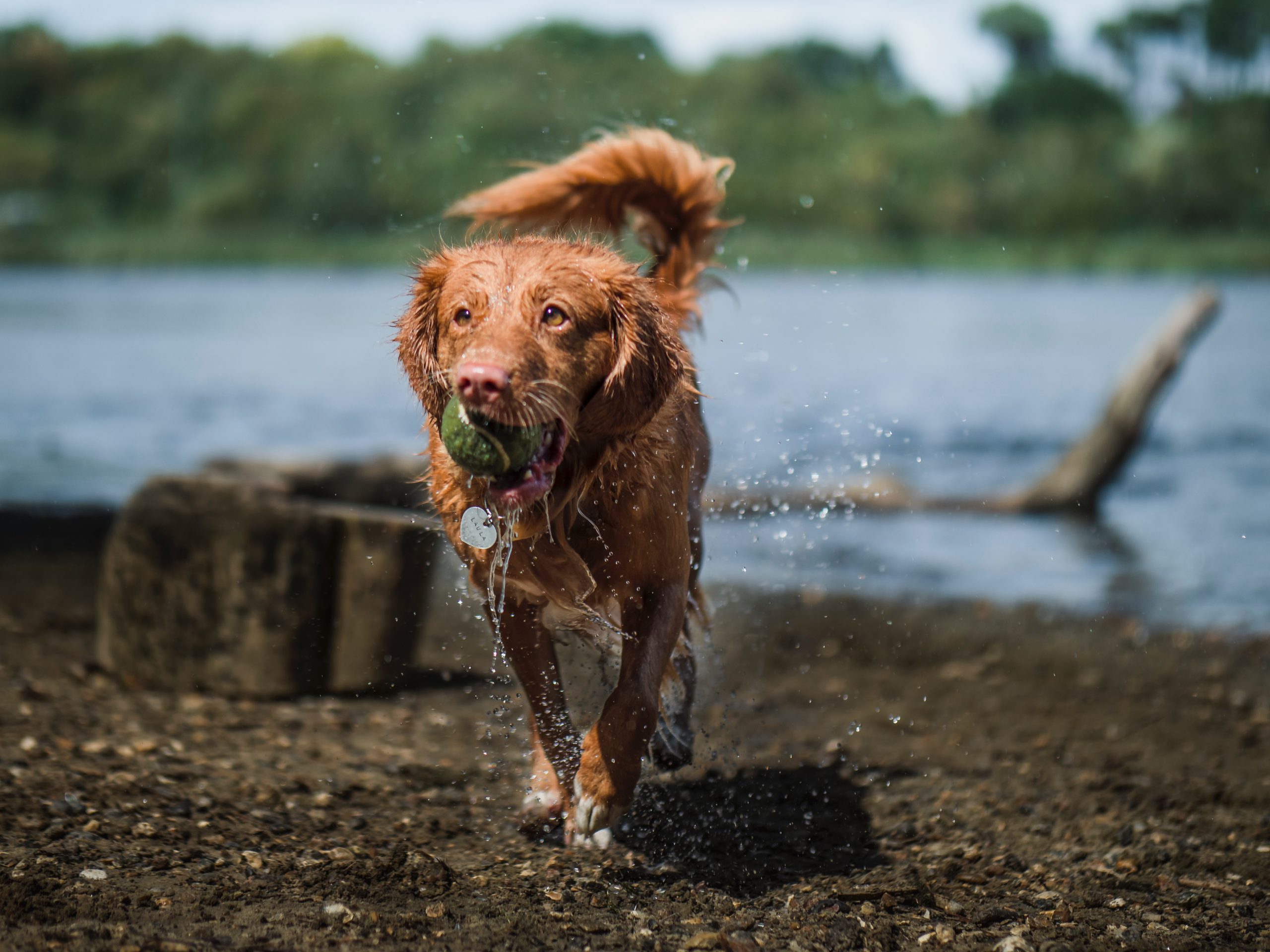 Brown dog with a ball wet, running out of the water.